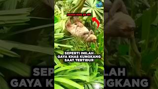 Kungkang Sloth  Si Pemalas dengan Keunikan yang Luar Biasa [upl. by Marola]