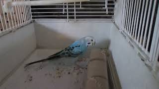 My Parakeet Clarabelle Plays with a Paper Towel Roll [upl. by Burn]