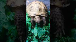 horsefield tortoise eating her greens [upl. by Otrebron]