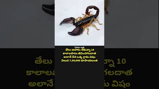 Heterometrus youtubeshorts motivation interstingfactsintelugu sciencefacts facts viralvideo [upl. by Dorahs450]