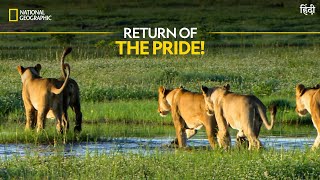 Return of the Pride  Africa’s Deadliest  Nat Geo Wild [upl. by Ji]