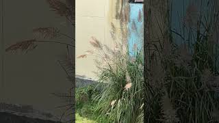 Pampus Grass grass grassland garden floralgarden gardenplants gardening gardenflowers nature [upl. by Curran713]