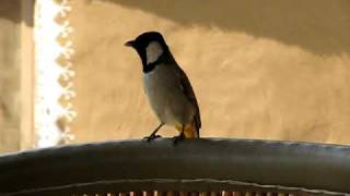 Whiteeared Bulbul Mondawa Rajasthan India [upl. by Nihs]