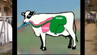 How to Drench a Cow  Six Simple Steps [upl. by Ekle]