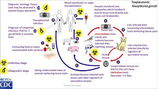 Toxoplasma gondii life cycle [upl. by Rains]