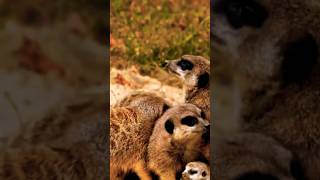 quotThe MEERKAT Suricata suricatta or suricate Is a small mongoose found in southern AFRICAquot [upl. by Eitsim]