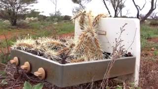 Interplay Project  Martu Rangers  Wiluna [upl. by Hunger718]