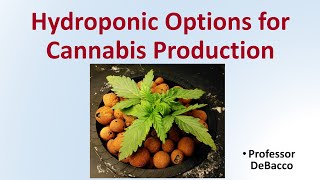 Hydroponic Options for Cannabis Production [upl. by Tsai]