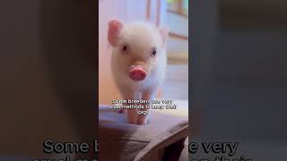 Teacup pigs are not as mini as you think teacuppigs animalfacts [upl. by Reffotsirhc]