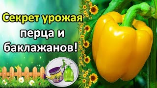 СЕКРЕТ БОЛЬШОГО УРОЖАЯ ПЕРЦА И БАКЛАЖАНОВ БОРНАЯ КИСЛОТА  ПОДКОРМКА ДЛЯ ЗАВЯЗИ [upl. by Eldora824]