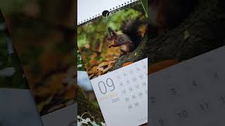 Squirrel calendar Sneek Peak red squirrel calendar 2025 see description [upl. by Erma]