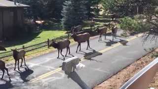 Elk Rut in Estes Park Colorado [upl. by Levin]