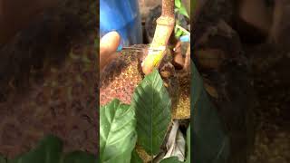 Jackfruit at home fruit villagelife nature [upl. by Renrew490]