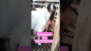 bclfarm7417 Ternak kambing jawarandu vs Boer [upl. by Ahse]