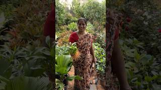 లక్కీ బ్యాంబు మొక్కలు garden gardenplants 2024 fruit తెలుగుతోట1 [upl. by Buiron]