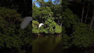 MANGROVE FOREST RIDE  POOVAR ISLAND KERALA [upl. by Agnizn502]