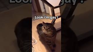 Daily Dose Of Internet Cats 😂 Pt7 shorts cats funnycats funnypets viral [upl. by Ayyn71]