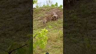 Leopard Hunting Warthog 🔥🔥wildlife kruger animals shortsfeed shortvideo viralvideo [upl. by Rhodie142]