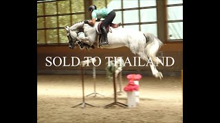 SOLD TO THAILAND  2017 mare Balou  Chacco Blue [upl. by Swope474]