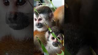 Central American Squirrel Monkey  Species Fact Card [upl. by Pahl16]