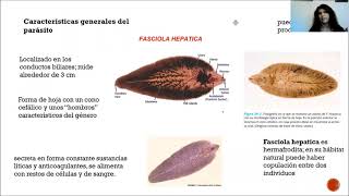 Fasciola hepatica [upl. by Annoved]