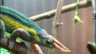 chameleon cage drainage 4kvideo chameleon reptile funnyanimal 4kvideos [upl. by Ros]