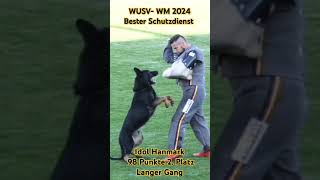 WUSV WM 2024 bester Schutzdienst Idol Hanmark [upl. by Brett206]