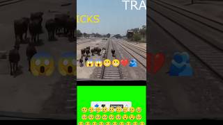 Train railway track buffalo 🐃🦬 shorts [upl. by Nerad]