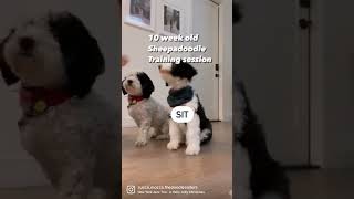 Sheepadoodle Bernedoodle puppy training [upl. by Assylla]