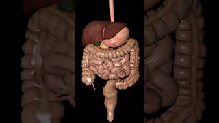 The digestive system over view humananatomy anatomy biology skeletal [upl. by Lowrance]