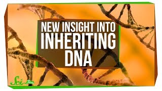 You Can Inherit Mitochondrial DNA from Both Parents  SciShow News [upl. by Tades]