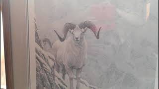 Robert Bateman White World of Call Sheep signed print Ark Consignment 9705899297 [upl. by Airdnua]