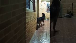 GSD POWERFUL BARKING germanshepherd barkingsound dogsound ytshorts youtubeshorts [upl. by Ahsii636]