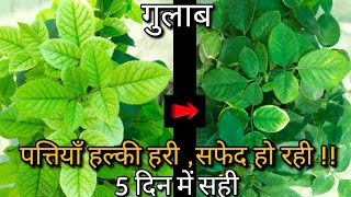 Rose Leaf Chlorosis🌿पत्तियाँ हल्की हरी सफेदहो रही  5 दिन में सही ✅ [upl. by Acissej]