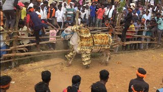 ತಡಸನಹಳ್ಳಿ ಭಯಂಕರ ಹೋರಿಹಬ್ಬ 2023  Top Tadasanahalli Horihabba 2023 chinnatada cheluva Don [upl. by Frager821]