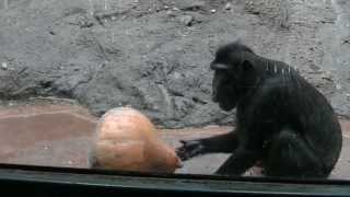 Black Crested Macaque Tossing Gourd Around Denver Zoo [upl. by Aisatsana642]