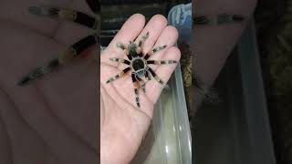 Mexican Redknee Tarantula quotMoltquot tarantulalove [upl. by Leicam]