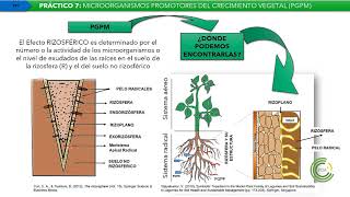 TTPP 7 Microorganimos promotores del crecimiento Vegetal Biofertilizantes y Biocontroladores P 1 [upl. by Jorrie249]