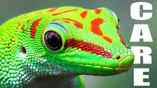 Giant Day Gecko Care Guide  Housing Feeding amp Tips [upl. by Nylikcaj750]