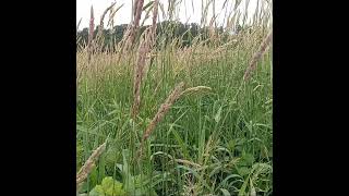 Reed Canary Grass [upl. by Nyrmak]