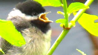 The CUTEST Baby Bird Sound Baby Chickadee Call [upl. by Aerahs876]