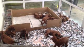 12 Rhodesian Ridgeback Puppies pre Breakfast [upl. by Christean]