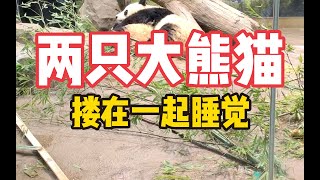 香香离开日本后，上野动物园里还有大熊猫吗？ [upl. by Larret91]