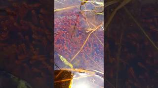 Fishing Sights that catch the eye fishing youtubeshort keralaindia canalfishing automobile [upl. by Aicinad193]