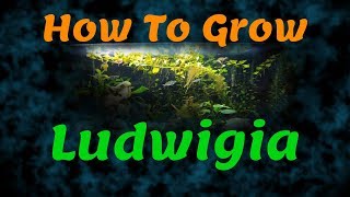 Ludwigia Repens How I grow it in my aquarium FULL PROCESS [upl. by Dorehs]