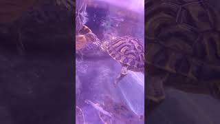 Baby Red Eared Slider viralvideo aquarium🐢 [upl. by Bartolemo]