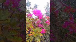 The most beautiful flowers collectionnature flowers youtubeshorts [upl. by Dougy]