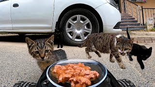 Feeding Cats with RC Car [upl. by Evan]