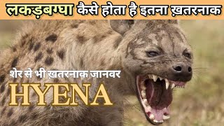 लकड़बग्घा जानवर है शेर से ज्यादा ख़तरनाक Hyena attack naturekesath696 viralvideo trending [upl. by Ahsinyt]