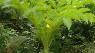 Ginataang Pungapong  How to cook Elephant foot yam  Senai Kilangu  PACHAM [upl. by Irina]